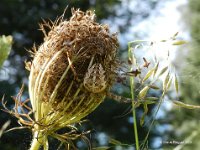 Kreuzspinne (Araneus diadematus)